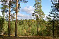 Autumn Forest
