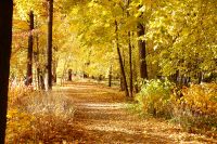 Golden Autumn