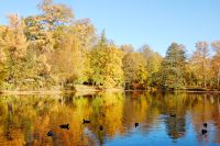Golden Autumn