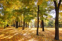Golden Autumn