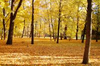 Golden Autumn