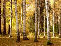 Golden Autumn
