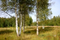 Sattva of Summer