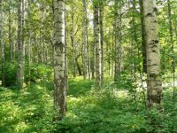 Birch grove