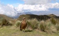 Andes