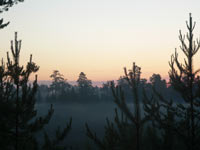 Harmony of morning