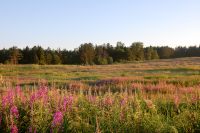 Sattva of Summer
