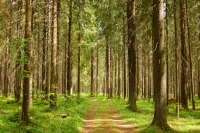 Magic forest
