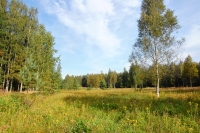 Sattva of Summer
