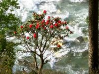 Ganges (India)