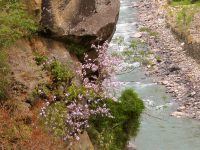 Ganges (India)