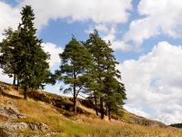 Karelian Isthmus