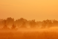 Magic of morning