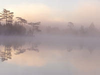 Harmony of morning
