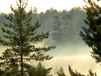 Magic of morning