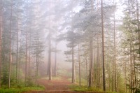 Harmony of morning