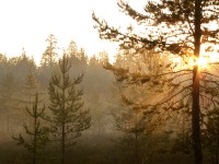 Magic of morning