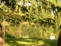 Harmony of morning