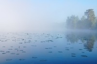 Harmony of morning