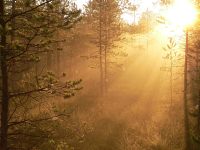 Magic of morning