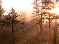Magic of morning