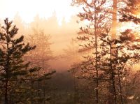 Magic of morning