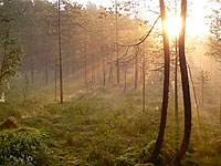 Magic of morning