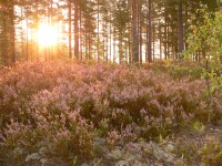 Magic of morning