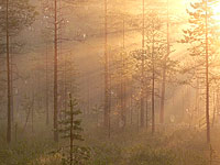 Magic of morning