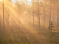 Magic of morning