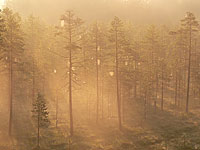 Magic of morning