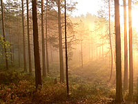 Magic of morning