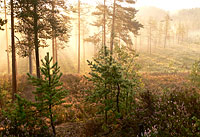 Magic of morning