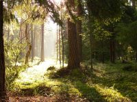 Magic of morning