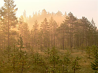 Magic of morning