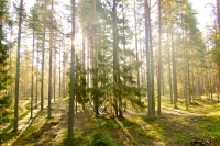 Harmony of morning