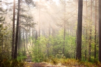Magic of morning