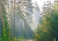 Magic of morning