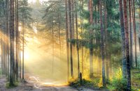Magic of morning