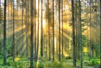 Magic of morning