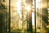 Magic of morning