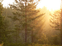 Magic of morning