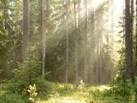 Harmony of morning