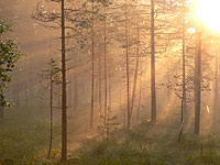Magic of morning