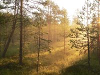 Magic of morning