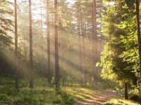 Magic of morning