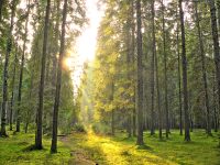 Magic forest