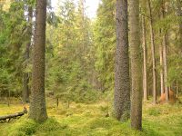 Magic forest