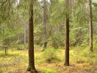 Magic forest