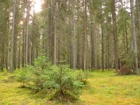 Magic forest